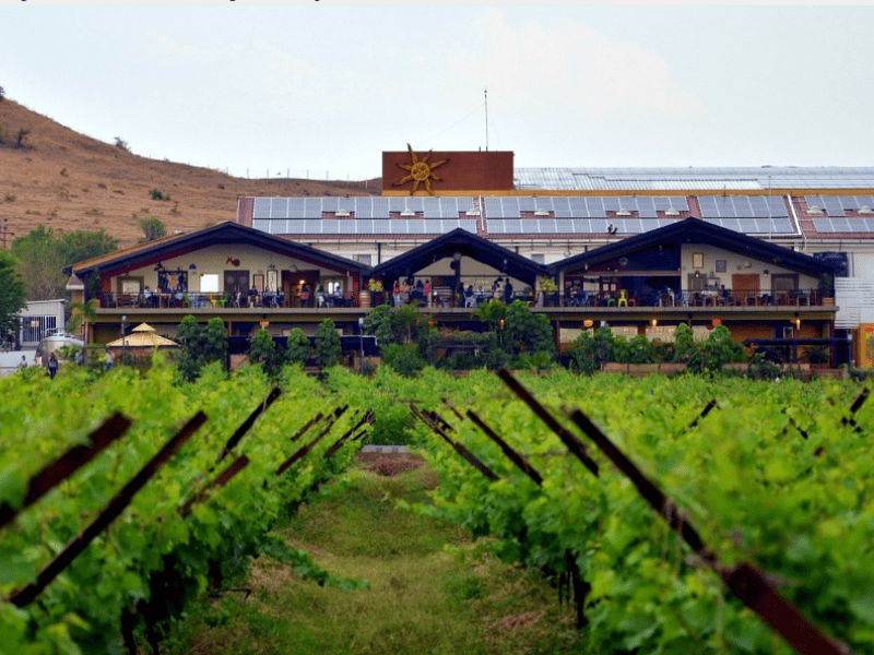 Nashik Vineyard Tour